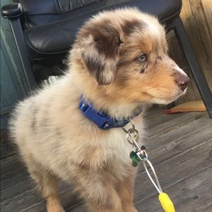 Meet your Posher, Natasha